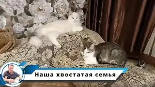 Воскресное утро в нашем прайде.