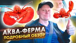 Раковая ферма. Экскурсия, технические подробности устройства.