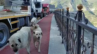 Köpek Sürüsüne Denk Geldim 🐕🐕🦮