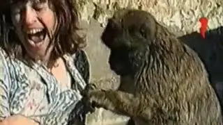 Животные-грабители