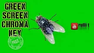 Green Screen HD - FLIES animation 🔊
