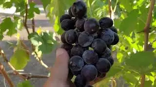 АССОРТИ ГФ ВИНОГРАДА НА 17.08.2024г. (Второй участок). ТЕЛ: 8989 538 12 89 (Ватсап,Телеграмм).