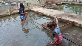 TIRAMOS VÁRIAS ESPÉCIES DE PEIXES NESSE TANQUE. @izabellypretti387