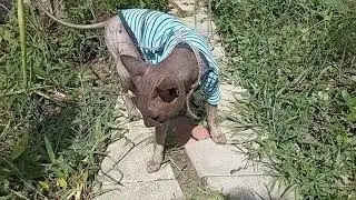 Сфинкс Макс расскажет, какую траву надо есть котикам.
