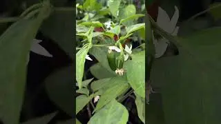🧑🏿‍🌾 Я скромный фермер. 