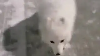 Песец