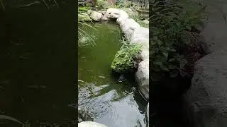 budidaya ikan nila di kolam sederhana.