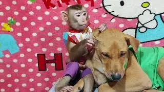 He is looking for lice for dog     #monkey #dog #animals