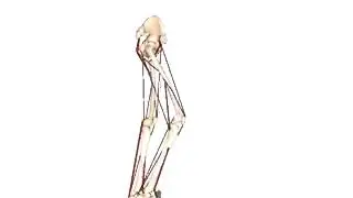 Dynamic Gait Simulation with SIMM | Motion Analysis