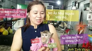Chú khỉ biết nói tiếng người, chuyện lạ có thật hay chỉ là tin đồn ?