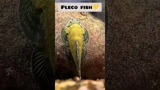 Hybrid Pleco Fish💛🖤|| Hybrid Fishes😱
