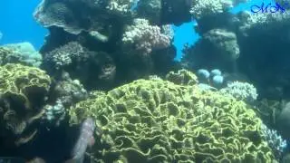 Подводный мир Красного моря (часть 1) (Подводная обсерватория)