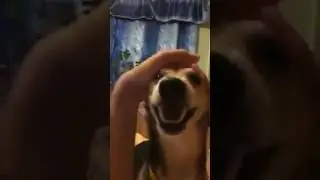 Poor dog doesn't know the lyrics 🎶 but it sings along.