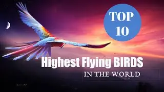 Top 10 Highest Flying Birds In The World| Rapid Science