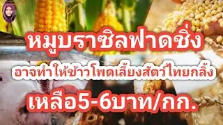 อาจจะเหลือ5บาท!ข้าวโพดเลี้ยงสัตว์ไทย?#ตอง8#ข้าวโพดเลี้ยงสัตว์