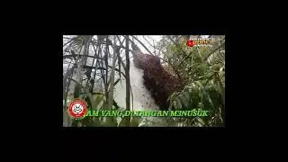 kecelakaan saat panen madu