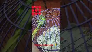 #parrot #birds #love #satisfying #nature #happiness #shorts #youtubeshorts #reels #foryou #youtube