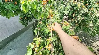 Конибодом / рохи ватан / мазори Кучкак
