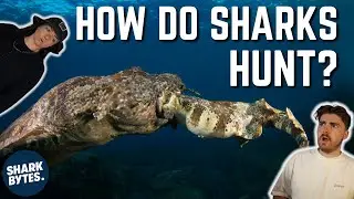 Mind-Blowing Shark Hunting Strategies Ft. Lindsay Nikole