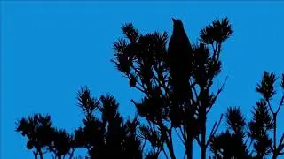 Tree green screen video, Green screen tree, tree green screen effect kinemaster, P-34