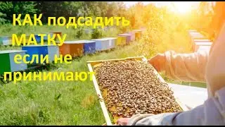 #пчёлы
