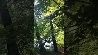 З вечірньої прогулянки. (Живий звук!)