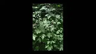 СКОРО С ЗЕМЛИ БУДУТ МАССОВО ЗАБИРАТЬСЯ ЛЮДИ!