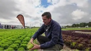 Discover Verdagio: The Revolutionary Lettuce Variety Transforming Commercial Farming