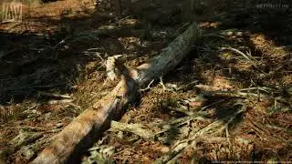 Realistic Forest Unreal Engine 5 Demo | MAWI Conifer Tree Forest Biome Demo @UnrealEngine