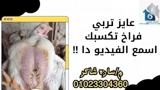 عايز تربي فراخ تكسبك⁉️💸اسمع الفيديو دا😉 (م/ساره)