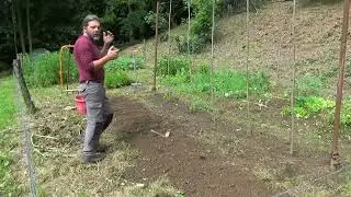 semino fagiolini e metto a dimora zucchine, con compost autoprodotto
