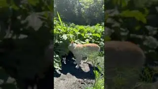#tiktok наша кошечка
