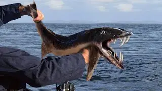 10 Most Bizarre Catches!