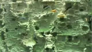 Aquario Ciclideos do Benício