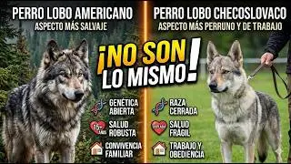 ¿Perro Lobo Americano o Perro Lobo Checoslovaco? ¡No son lo mismo! 🐺 Diferencias clave.