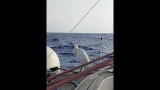 Airone guardabuoi: il picccolo-grande viaggiatore bianco