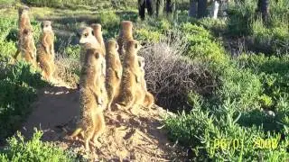 AE, Meerkats & Text