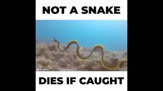 NO, Not a SNAKE