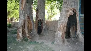 Shahewaz damboraمرا پیر حقیقت جز علی نیست