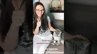 как просить прощение у кота #коты #какпростить