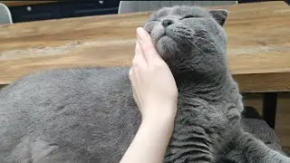 глажу кота 51 раз | funny cat