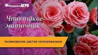 🌺 Что такое маточник? Размножение цветов черенкованием 🌿 Планета Агро