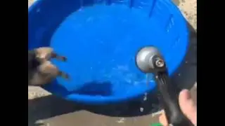 Dog jump like superman