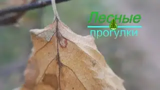 Как жара повлияла на природу