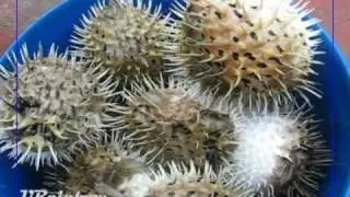 刺河豚swellfish