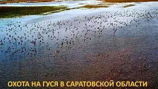ОХОТА НА ГУСЯ 2024!!! СКОЛЬКО ЖЕ ГУСЕЙ НА ЭТОМ ПОЛЕ!!! ОХОТА НА ГУСЯ В САРАТОВСКОЙ ОБЛАСТИ