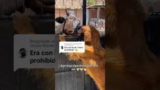 Amor prohibido #amor #perros #perro #dog #dogs #animales #animals #memes #humor #amorprohibido