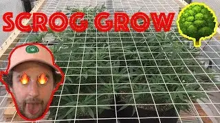 Introducing the Screen of Green Grow Series:  Blue Dream GreenHouse Grow
