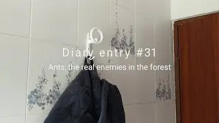 My house in the Italian mountains - Diary entry #31 - Ants, the real enemies in the forest