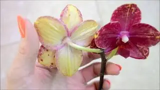 Phalaenopsis Salu Peoker X P. Hawaii Dragon Girl